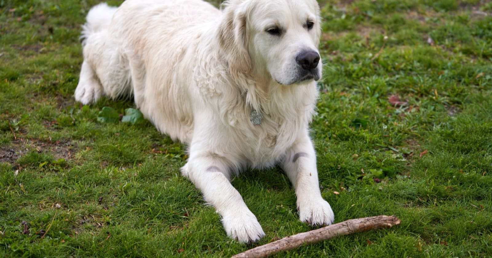 Golden retriever întins pe iarba de vară