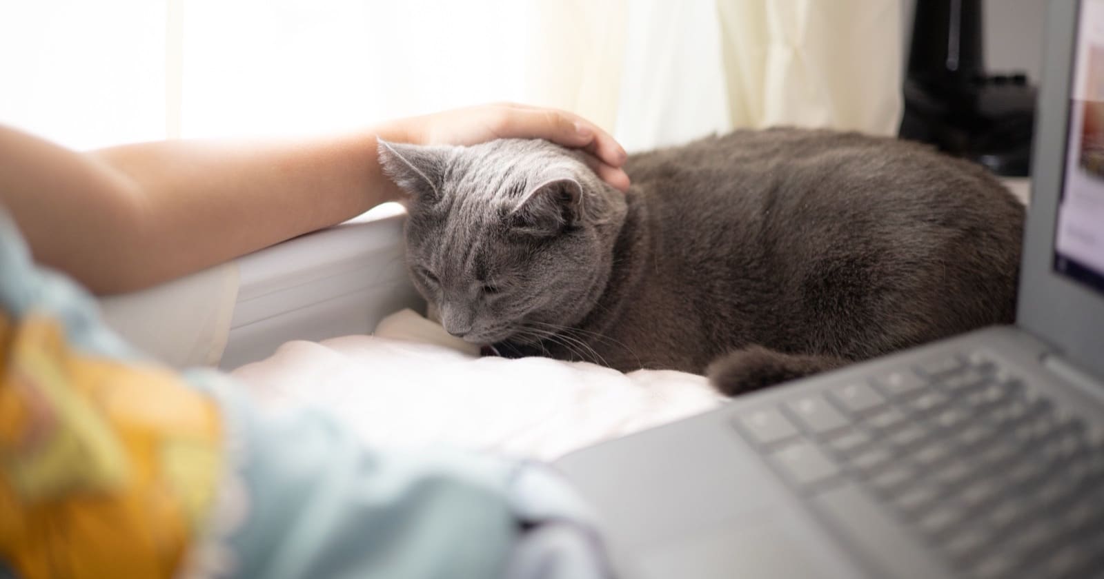 Stăpâna mângâie o pisică gri lângă un laptop deschis