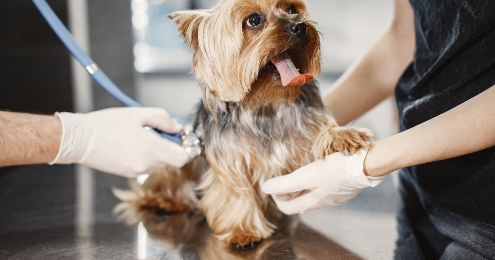 Yorkshire terrier la control la medicul veterinar, cu stetoscop